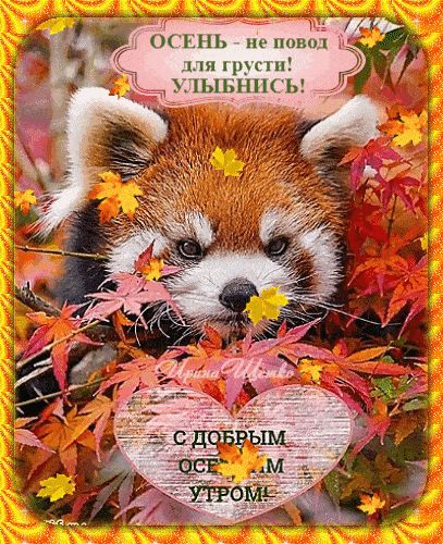 Открытка «С добрым утром»: С добрым осенним утром: улыбнись с милой пандой!. Тэги: С добрым осенним утром, Анимирован…