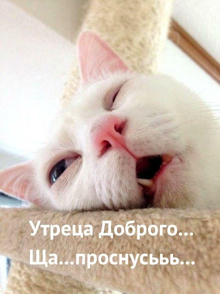 Открытка «С добрым утром»: Сонный котик: Утреца доброго... просыпаюсь!. Тэги: хорошего дня, кот, животное, пожелание…