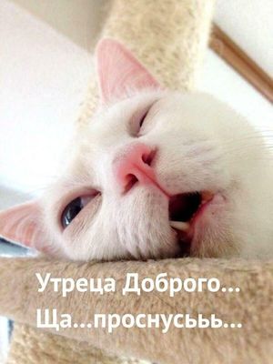 Открытка «С добрым утром»: Сонный котик: Утреца доброго... просыпаюсь!. Тэги: хорошего дня, кот, животное, пожелание…
