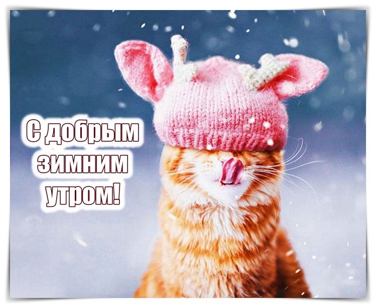 Открытка «С добрым утром»: С добрым зимним утром! Милый кот в шапке. Тэги: кот, животное, пожелание, отличное настрое…