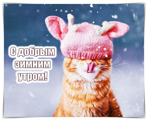 Открытка «С добрым утром»: С добрым зимним утром! Милый кот в шапке. Тэги: кот, животное, пожелание, отличное настрое…