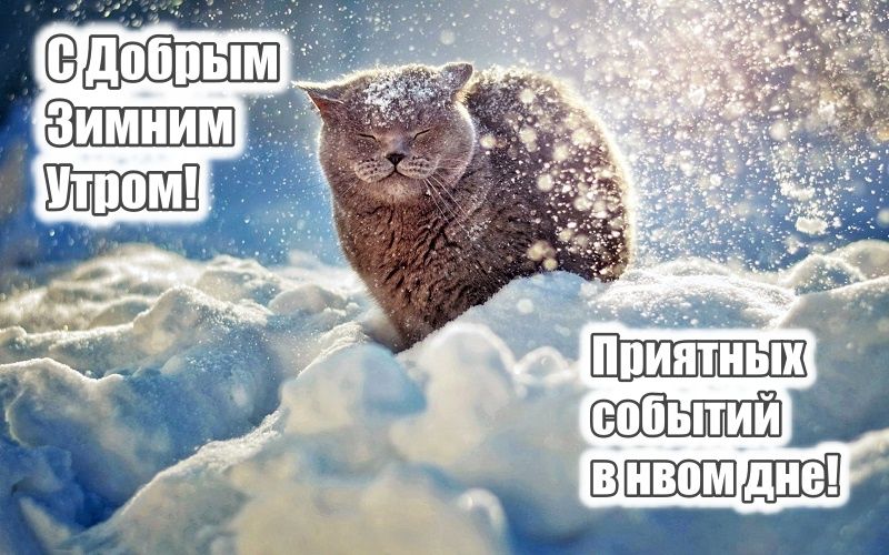 Открытка «С добрым утром»: С Добрым Зимним Утром! Пушистый кот в снегу. Тэги: кот, животное, пожелание, утро, зима…