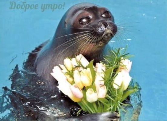 Открытка «С добрым утром»: Доброе утро! Нежный котик и весенние тюльпаны. Тэги: животное, пожелание, позитивная…