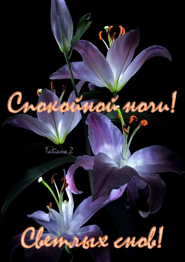 Открытка «Доброй ночи»: Спокойной ночи: нежные лилии и пожелание светлых снов. Тэги: Спокойной ночи, Спокойной ночи…