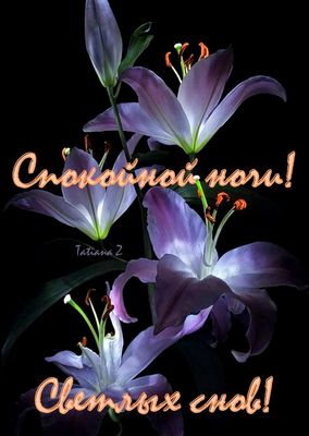 Открытка «Доброй ночи»: Спокойной ночи: нежные лилии и пожелание светлых снов. Тэги: Спокойной ночи, Спокойной ночи…