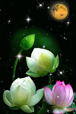 Открытка «Доброй ночи»: Спокойной ночи: прекрасные лотосы под луной. Тэги: Спокойной ночи, Спокойной ночи, с пожелани…