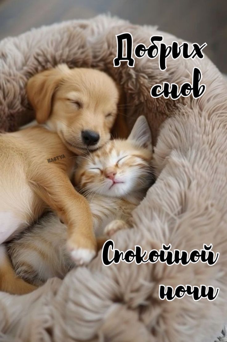 Открытка «Доброй ночи»: Спокойной ночи: милые щенок и котенок в лежанке. Тэги: Спокойной ночи, Спокойной ночи, с поже…