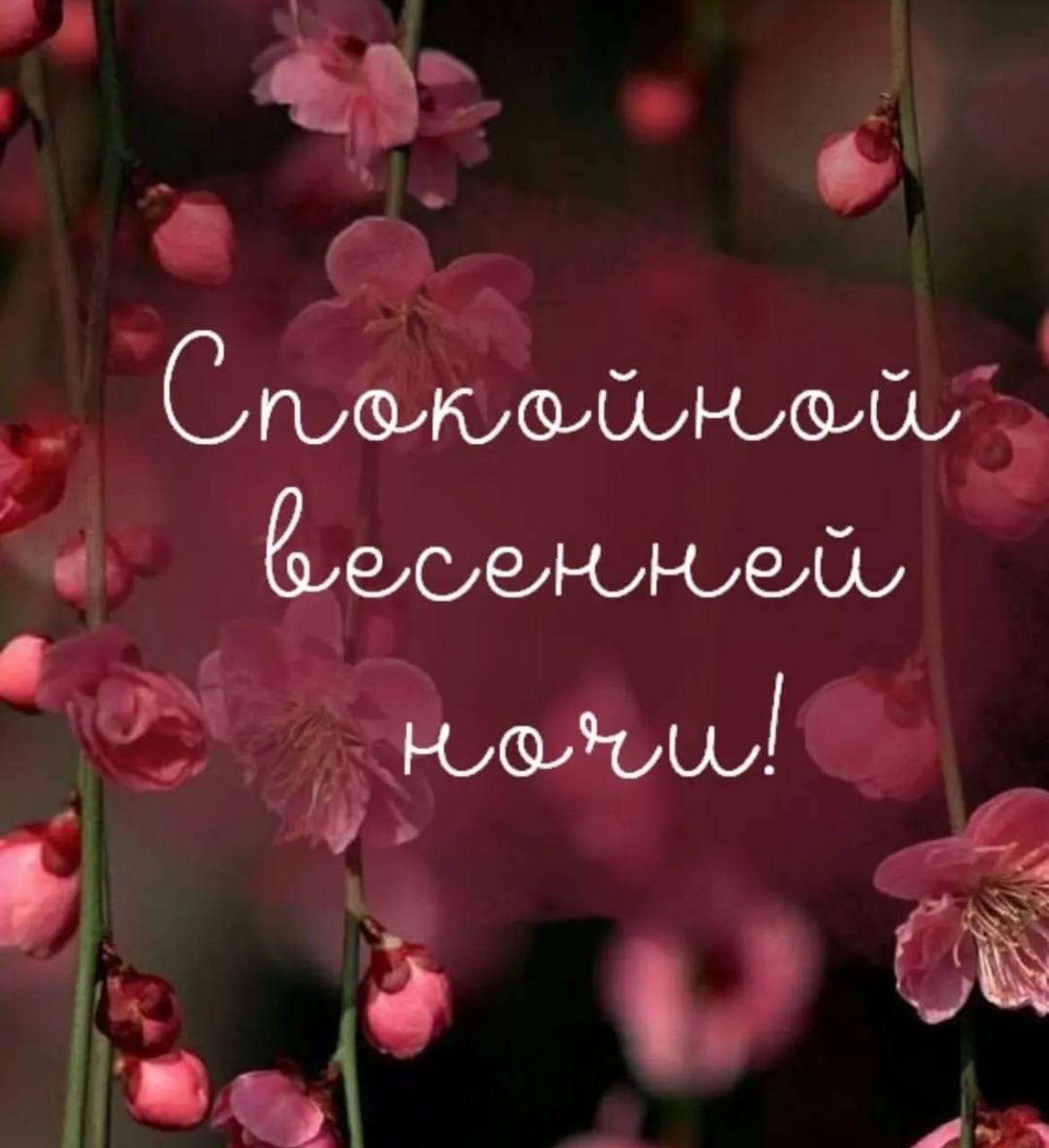 Открытка «Доброй ночи»: Спокойной ночи: красивая весенняя открытка с цветами. Тэги: Спокойной ночи, пожелание, надпись…