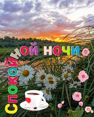 Открытка «Доброй ночи»: Спокойной ночи: душевное пожелание с ромашками у реки. Тэги: Спокойной ночи, Спокойной ночи…