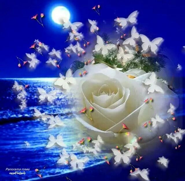 Открытка «Доброй ночи»: Доброй ночи: Белая роза и бабочки над морем. Тэги: Спокойной ночи, ночной, Спокойной ночи…