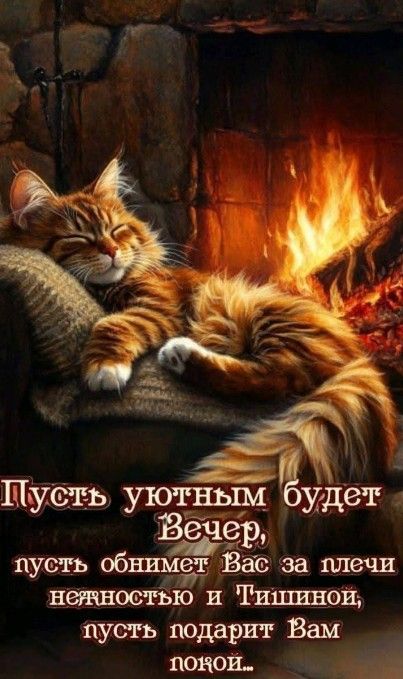Открытка «Добрый вечер и пожелания»: Добрый вечер: Уютное пожелание с пушистым котом. Тэги: Добрый вечер, с котиками…