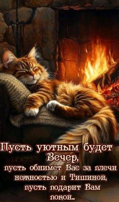 Открытка «Добрый вечер и пожелания»: Добрый вечер: Уютное пожелание с пушистым котом. Тэги: Добрый вечер, с котиками…