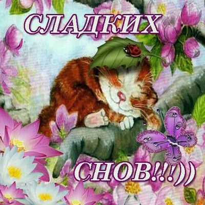 Открытка «Доброй ночи»: Доброй ночи: Сладких снов с рыжим котиком и цветами. Тэги: Спокойной ночи, Спокойной ночи…