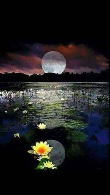 Открытка «Доброй ночи»: Спокойной ночи: Лунный пейзаж с кувшинками. Тэги: Спокойной ночи, Спокойной ночи, красивые…