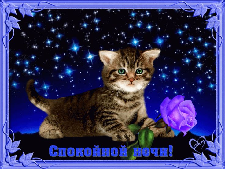 Открытка «Доброй ночи»: Спокойной ночи: милый котенок и сияющие звезды. Тэги: Спокойной ночи, Спокойной ночи, красивые…