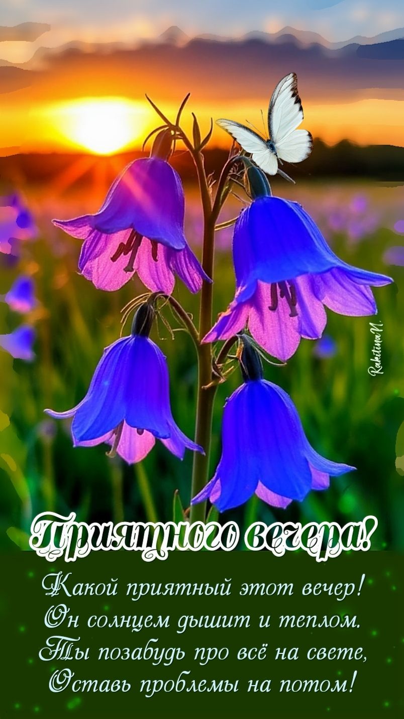 Открытка «Добрый вечер и пожелания»: Добрый вечер: «Закат, колокольчики и бабочка». Тэги: Добрый вечер красивые…