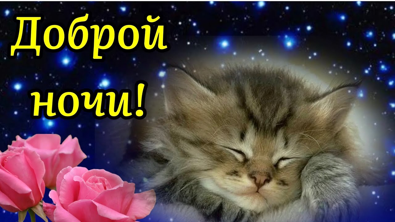 Открытка «Доброй ночи»: Спокойной ночи: открытка с милым котенком и розами. Тэги: Спокойной ночи, Спокойной ночи…