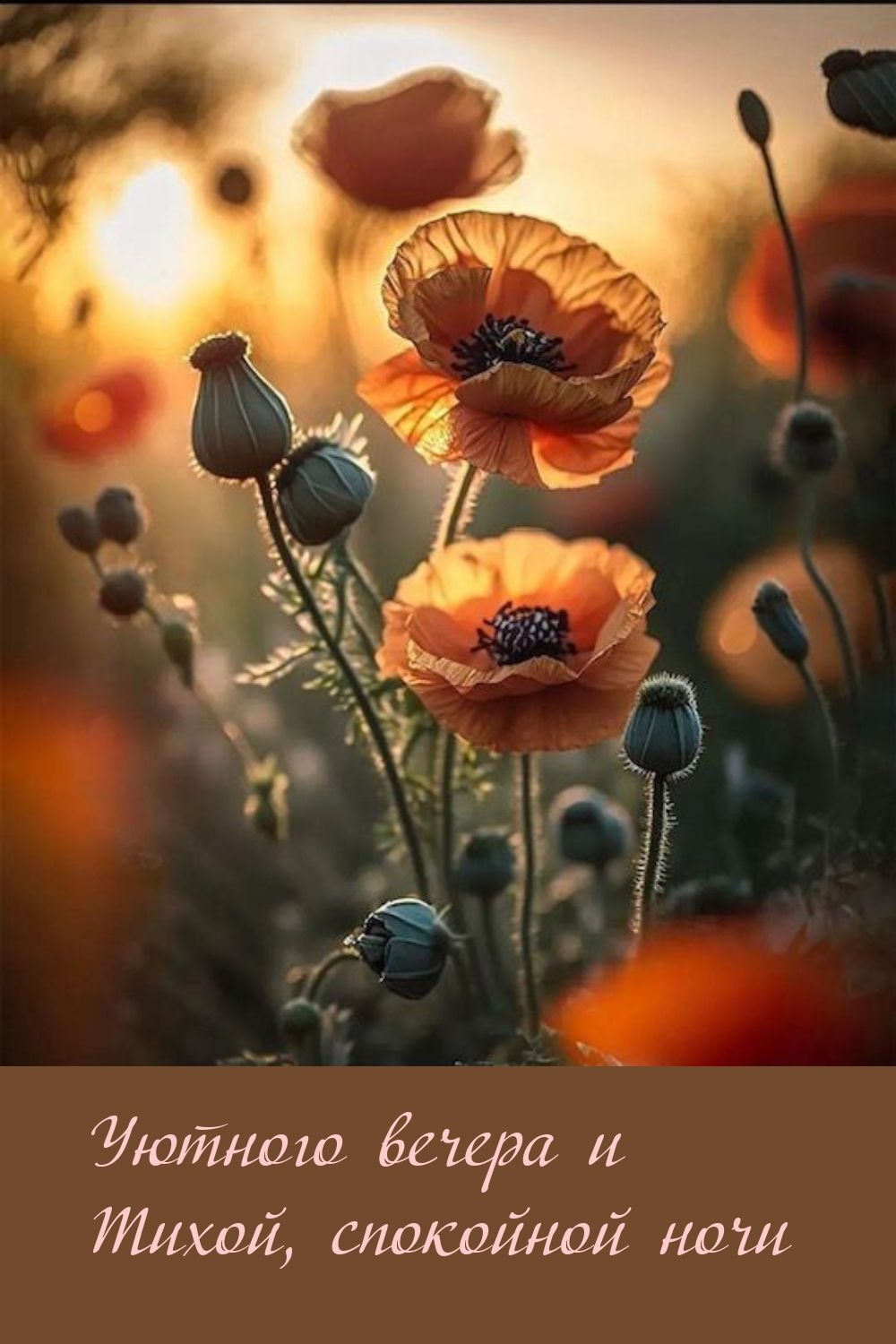Открытка «Спокойной ночи»: Добрый вечер и спокойной ночи: маки в лучах заката. Тэги: Добрый вечер и пожелания, Добрый…