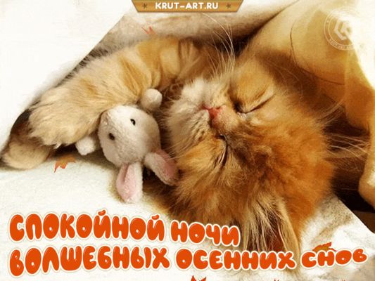 Открытка «Доброй ночи»: Доброй ночи: рыжий кот и волшебные осенние сны. Тэги: Спокойной ночи, Спокойной ночи, с пожел…