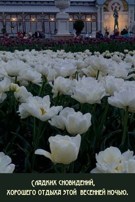 Открытка «Доброй ночи»: Спокойной ночи: весенние тюльпаны для отдыха. Тэги: Спокойной ночи, статуя, Спокойной ночи…