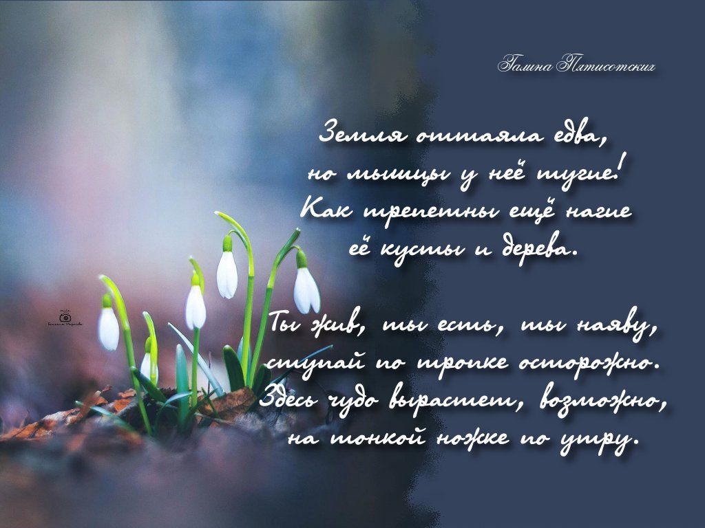 Открытка «С добрым утром»: С добрым утром: весенние подснежники и стихи. Тэги: С добрым весенним утром, С добрым утро…