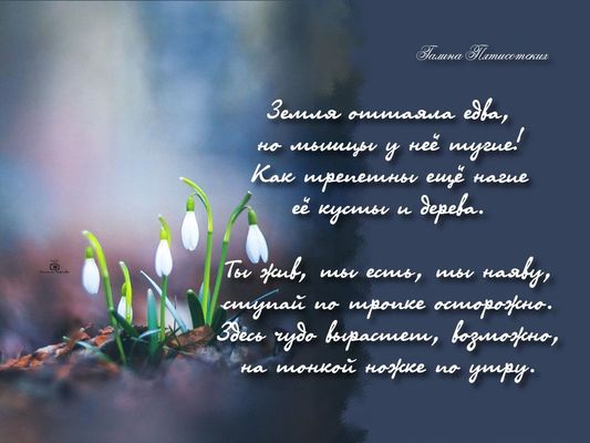 Открытка «С добрым утром»: С добрым утром: весенние подснежники и стихи. Тэги: С добрым весенним утром, С добрым утро…