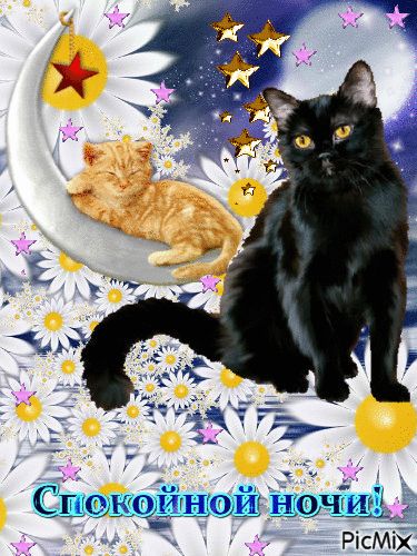Открытка «Доброй ночи»: Спокойной ночи: Волшебные коты и поле ромашек. Тэги: Спокойной ночи, Спокойной ночи, красивые…