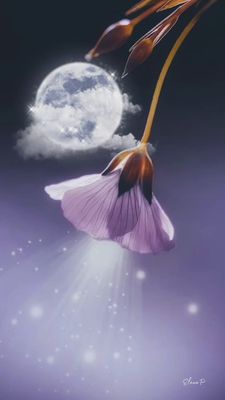 Открытка «Доброй ночи»: Спокойной ночи: Волшебный цветок под полной луной. Тэги: Спокойной ночи, Спокойной ночи…