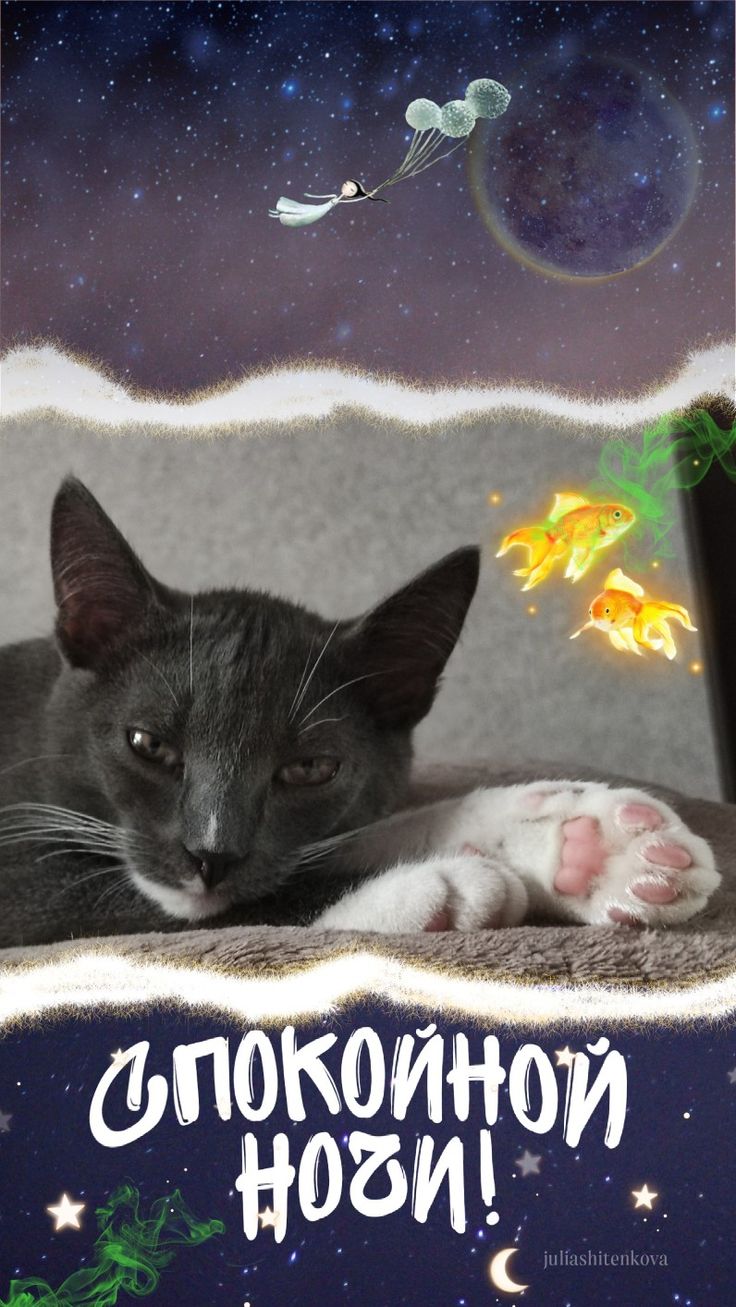 Открытка «Доброй ночи»: Спокойной ночи: милый кот и сказочные сны. Тэги: Спокойной ночи, Спокойной ночи, с пожеланиями…