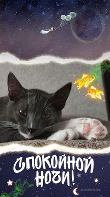 Открытка «Доброй ночи»: Спокойной ночи: милый кот и сказочные сны. Тэги: Спокойной ночи, Спокойной ночи, с пожеланиями…