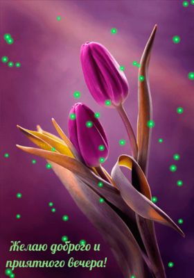 Открытка «Добрый вечер и пожелания»: Добрый вечер и приятного настроения с тюльпанами. Тэги: Добрый вечер красивые…