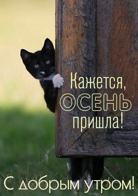 Открытка «С добрым утром»: С добрым утром: кажется, осень пришла!. Тэги: С добрым осенним утром, С добрым утром…