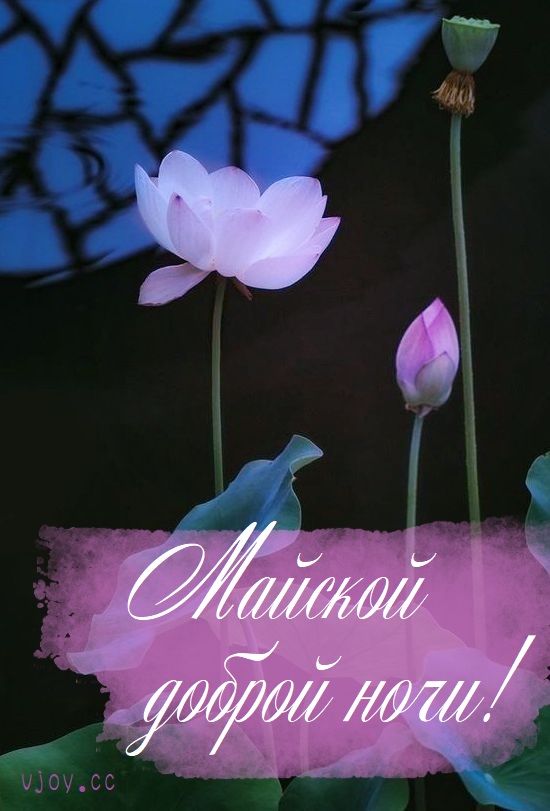 Открытка «Доброй ночи»: Спокойной ночи: «Майский лотос» для настроения. Тэги: Спокойной ночи, пожелание, прекрасный…