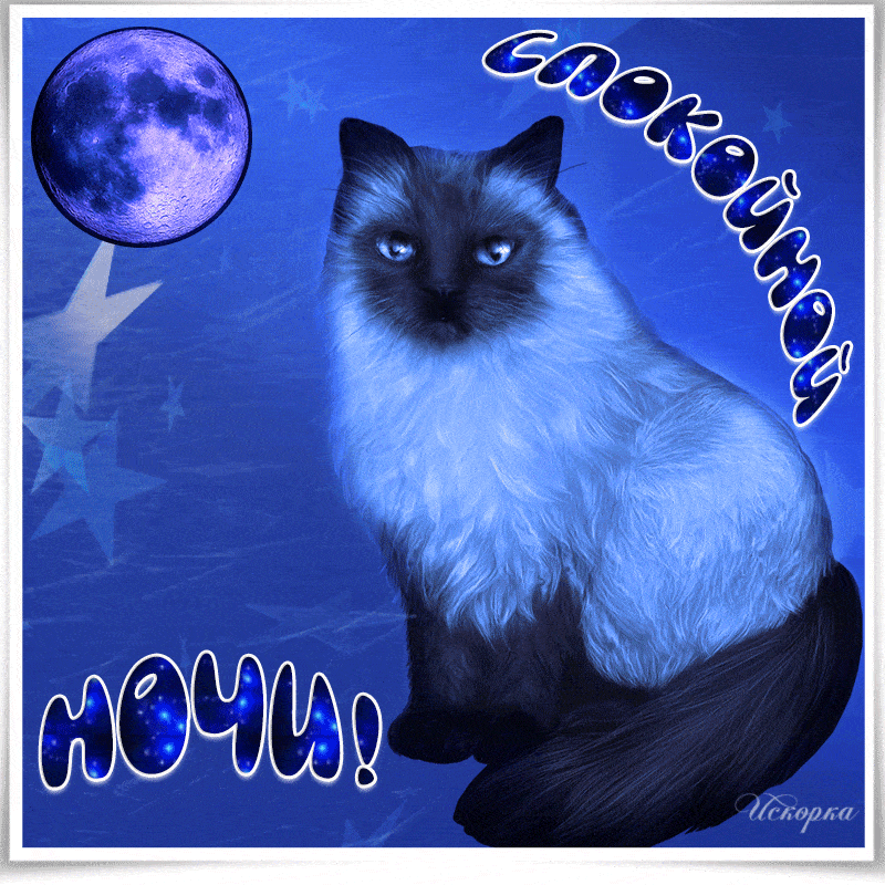 Открытка «Доброй ночи»: Доброй ночи: пушистый кот под полной луной. Тэги: Спокойной ночи, Спокойной ночи, красивые…