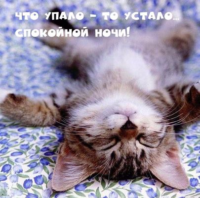 Открытка «Доброй ночи»: Спокойной ночи: прикольный милый кот. Тэги: Спокойной ночи, Спокойной ночи, с пожеланиями…