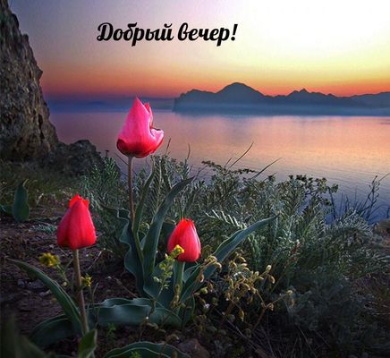 Открытка «Добрый вечер и пожелания»: Добрый вечер: тюльпаны на фоне морского заката. Тэги: Добрый вечер женщине…