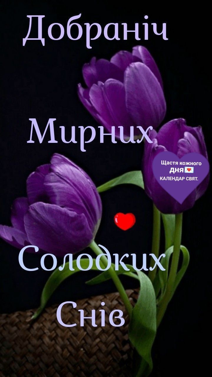 Открытка «Доброй ночи»: Спокойной ночи: Фиолетовые тюльпаны на темном фоне. Тэги: мирный