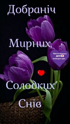 Открытка «Доброй ночи»: Спокойной ночи: Фиолетовые тюльпаны на темном фоне. Тэги: мирный