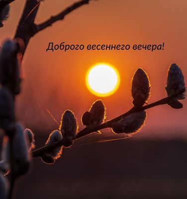 Открытка «Добрый вечер и пожелания»: Доброго весеннего вечера: верба на фоне заката. Тэги: Доброго вечера и хорошего…