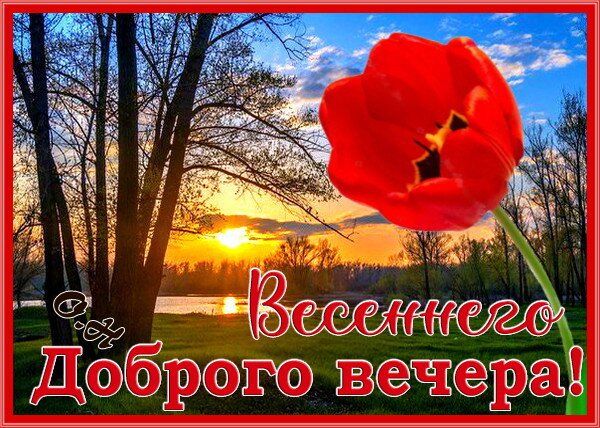 Открытка «Добрый вечер и пожелания»: Доброго весеннего вечера: красный тюльпан и закат. Тэги: Доброго вечера и хороше…