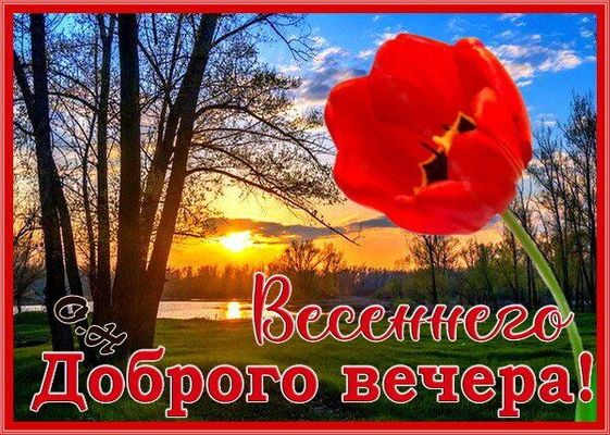 Открытка «Добрый вечер и пожелания»: Доброго весеннего вечера: красный тюльпан и закат. Тэги: Доброго вечера и хороше…