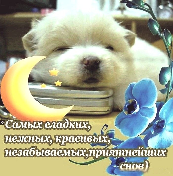 Открытка «Доброй ночи»: Спокойной ночи: милый щенок и пожелание сладких снов. Тэги: Спокойной ночи, Спокойной ночи…