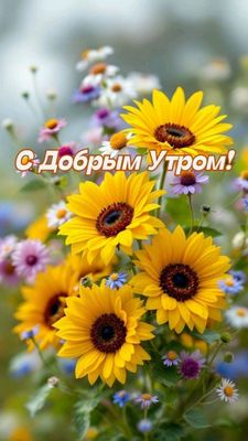Открытка «С добрым утром»: С добрым утром: яркий букет подсолнухов для настроения. Тэги: С добрым, летним утром…