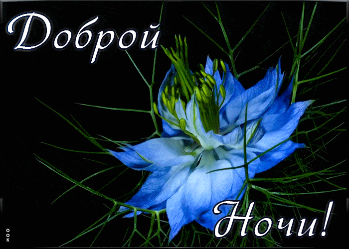Открытка «Доброй ночи»: Спокойной и доброй ночи: Нежный цветок на темном фоне. Тэги: Спокойной ночи, Спокойной ночи…