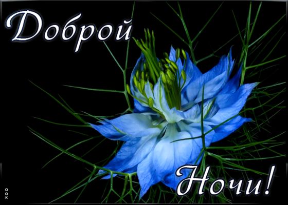 Открытка «Доброй ночи»: Спокойной и доброй ночи: Нежный цветок на темном фоне. Тэги: Спокойной ночи, Спокойной ночи…