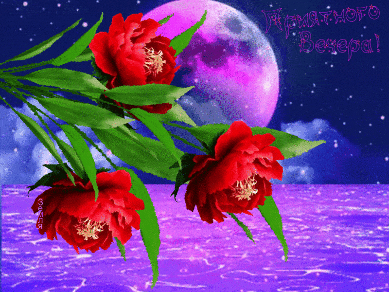 Открытка «Добрый вечер и пожелания»: Добрый вечер: Красивые цветы и полная луна. Тэги: Доброго вечера и хорошего наст…