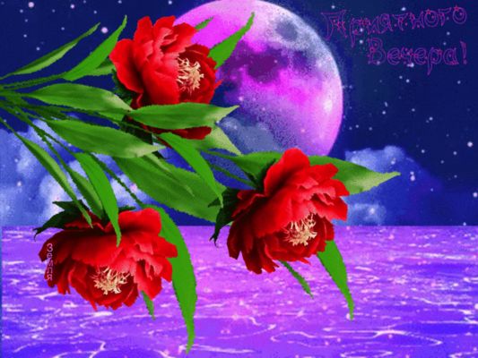Открытка «Добрый вечер и пожелания»: Добрый вечер: Красивые цветы и полная луна. Тэги: Доброго вечера и хорошего наст…