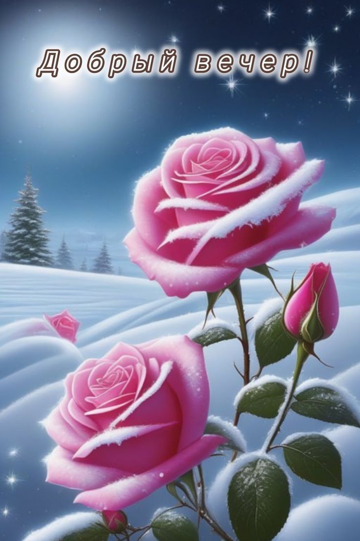 Открытка «Добрый вечер и пожелания»: Добрый вечер! Нежные розовые розы на снегу. Тэги: Добрый зимний вечер, Добрый ве…