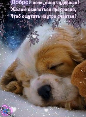 Открытка «Доброй ночи»: Спокойной ночи: милый спящий щенок. Тэги: Спокойной ночи, Спокойной ночи, с пожеланиями…