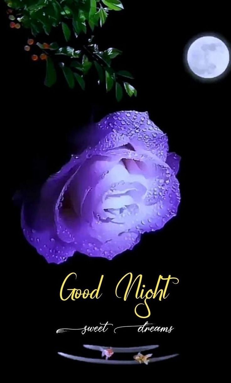 Открытка «Доброй ночи»: Спокойной ночи: Фиолетовая роза и лунный свет. Тэги: Спокойной ночи, Спокойной ночи, красивые…